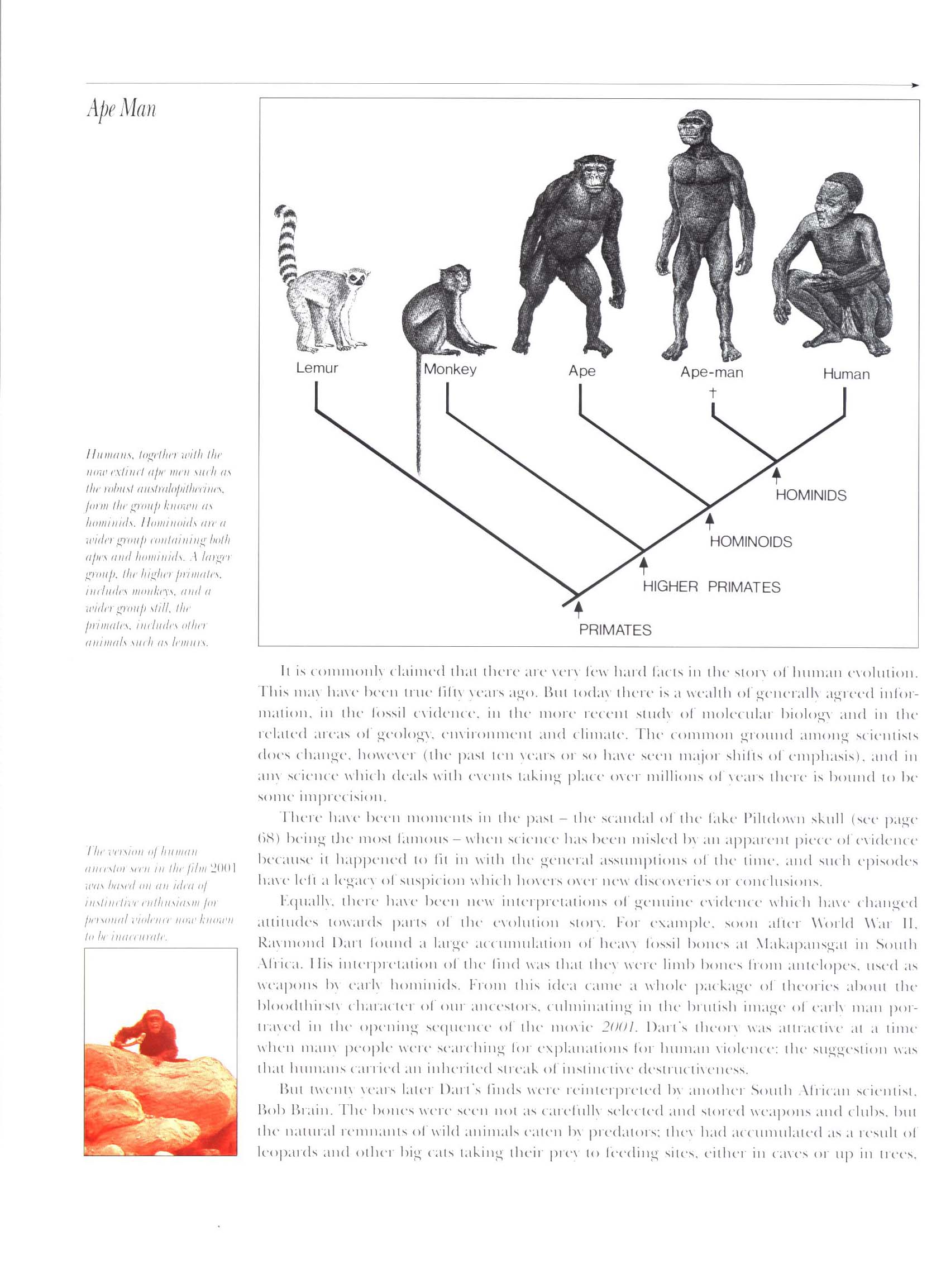 APE MAN: the story of human evolution. macm8533j